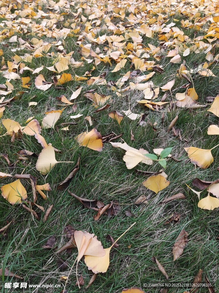 秋日草地银杏落叶美景