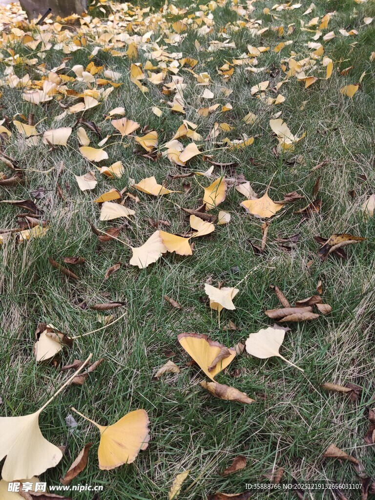 草地上的银杏落叶