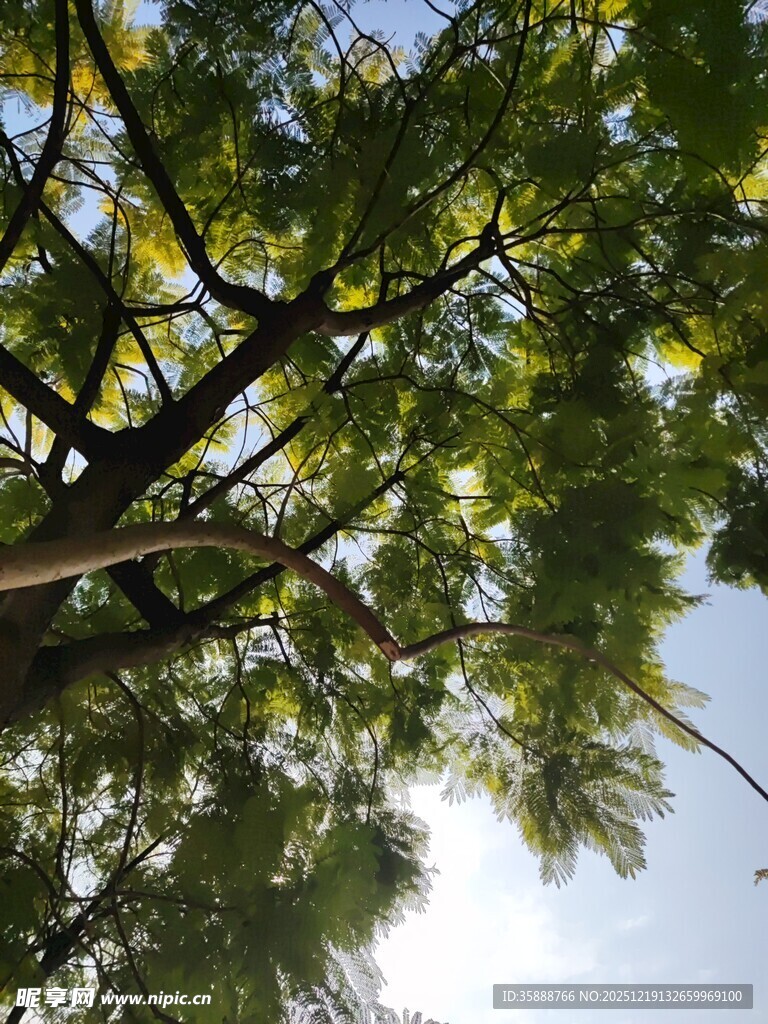 仰视繁茂绿树与蓝天