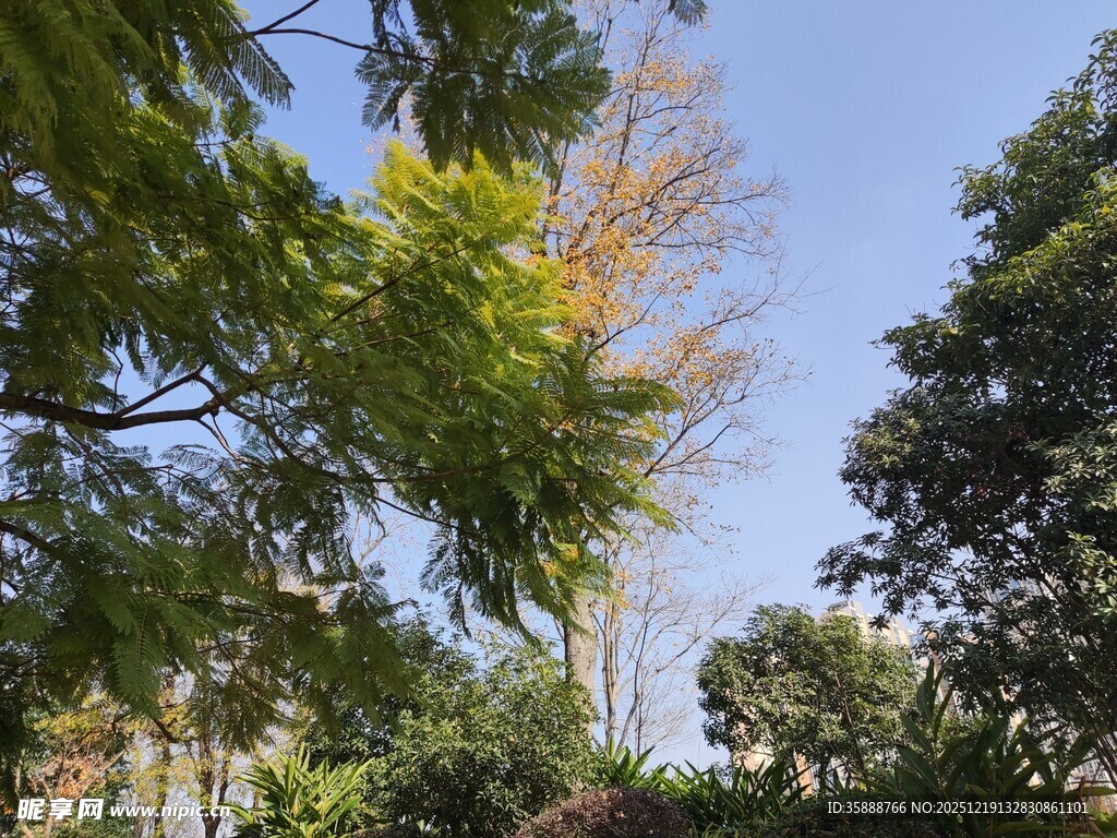 阳光下繁茂的绿树景观