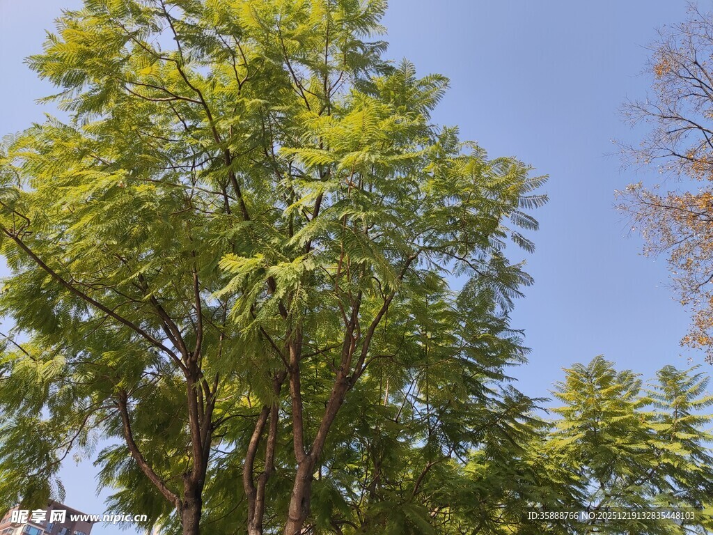 蓝天映衬下的葱郁树木