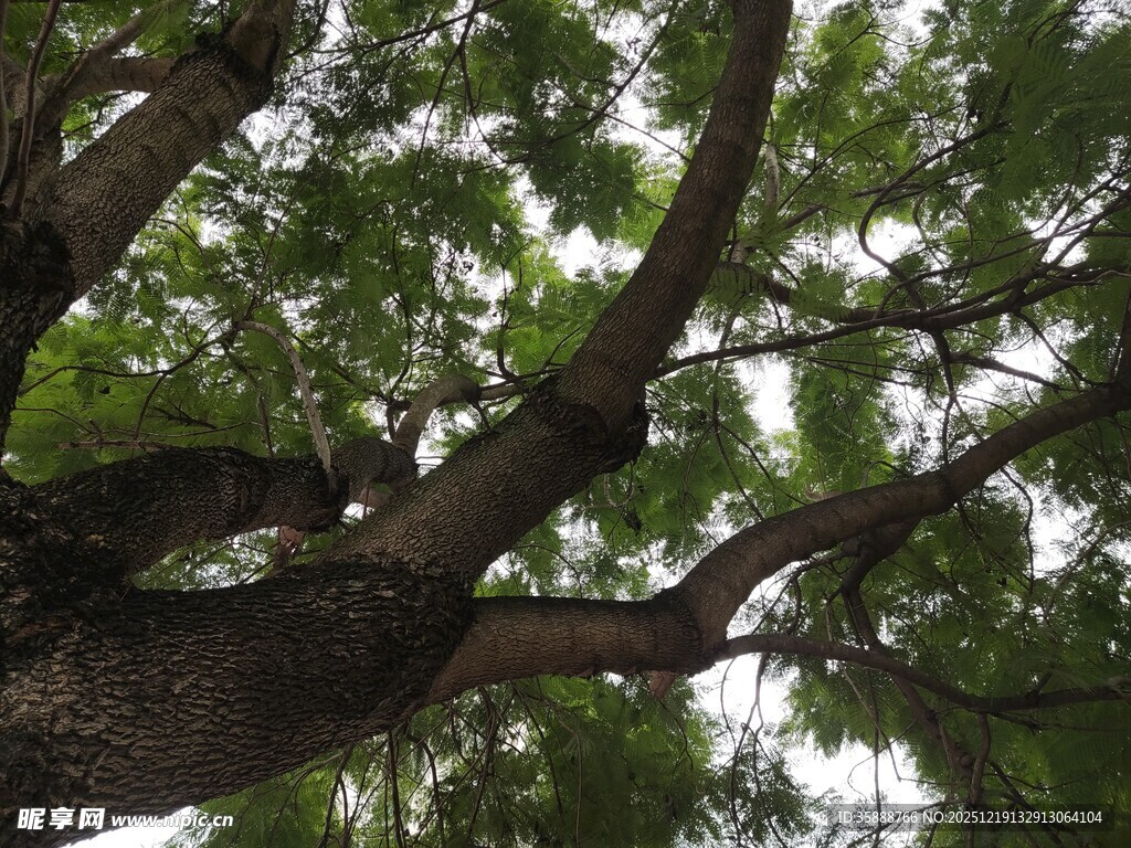 仰视繁茂大树枝叶