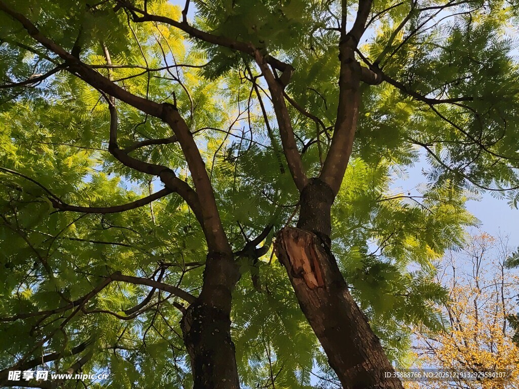 仰视葱郁树冠美景