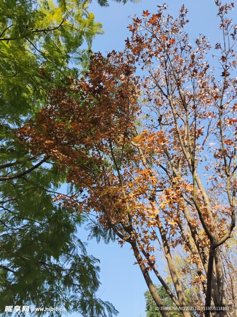 秋日树梢黄绿交织之景