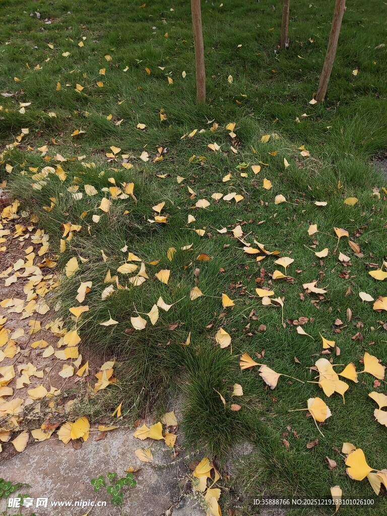 落叶铺地的静谧草地