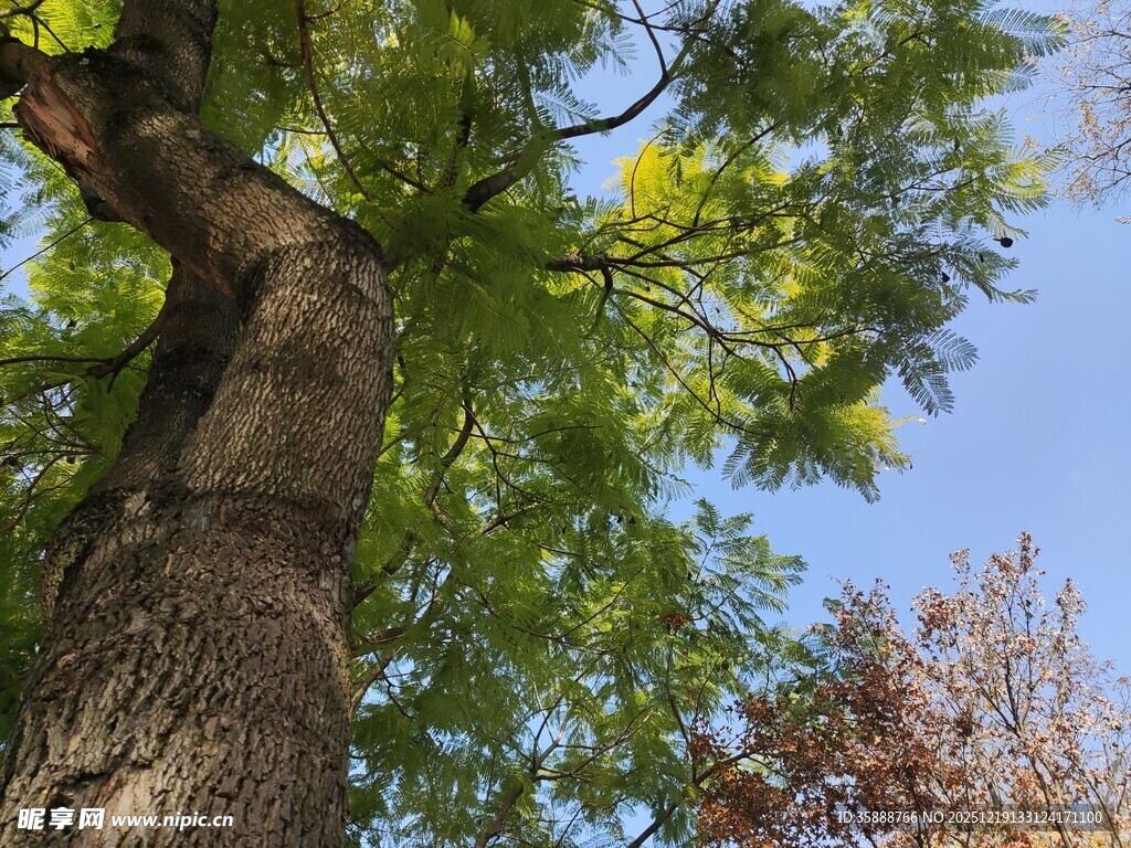 挺拔大树与蓝天绿叶