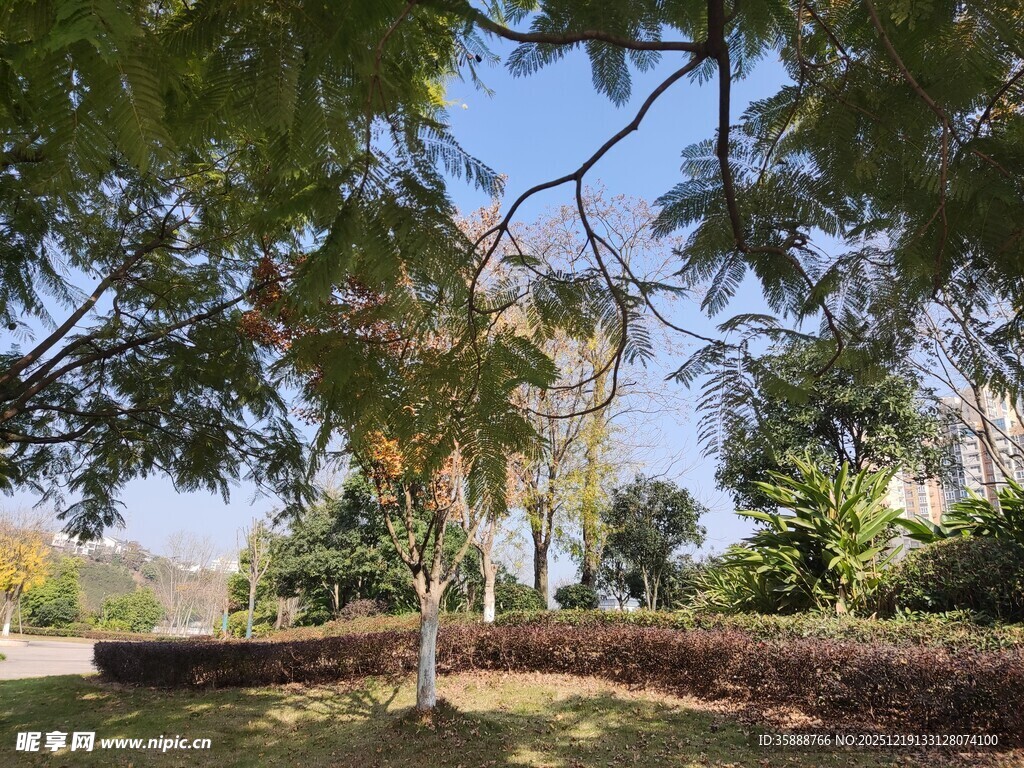 秋日公园绿树蓝天景致