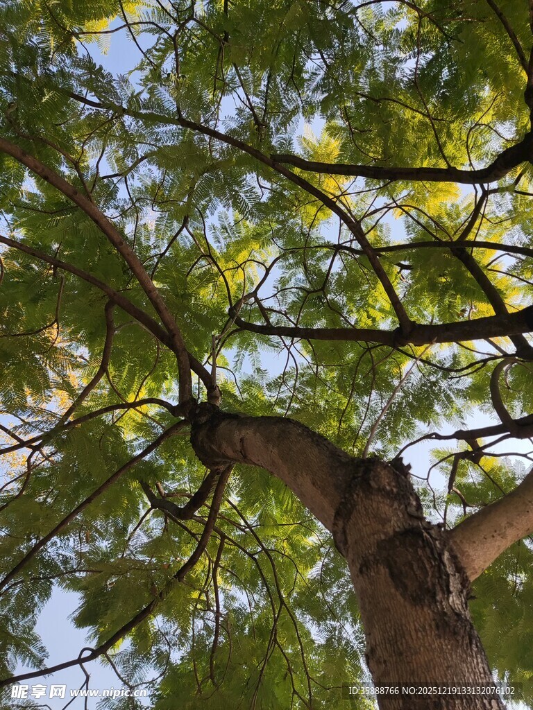 仰视葱郁大树树冠美景