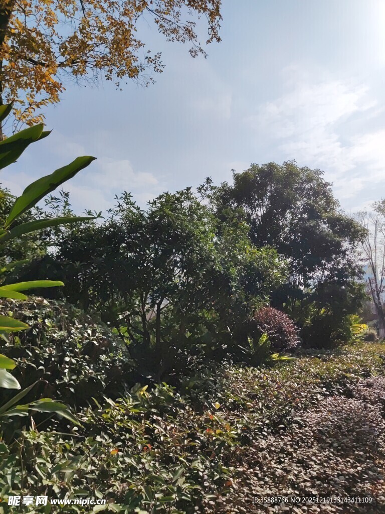 户外繁茂绿植自然景象