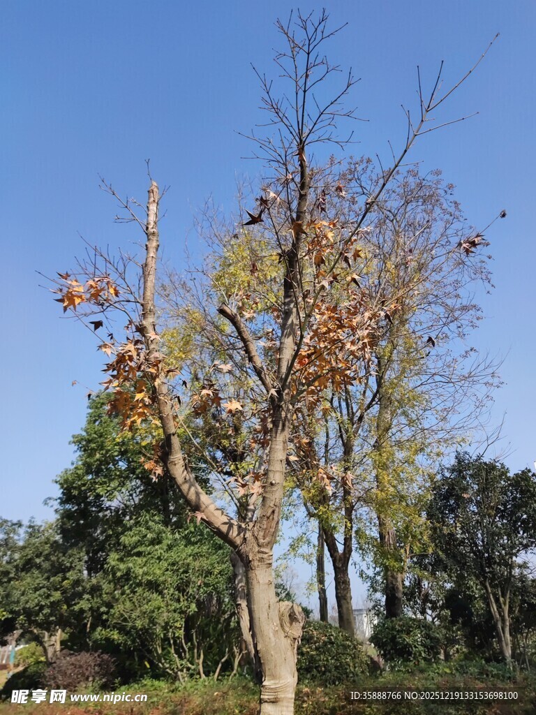 秋日孤树尽显萧瑟之美