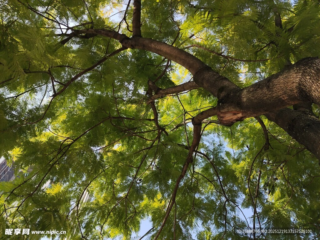 仰视葱郁大树树冠