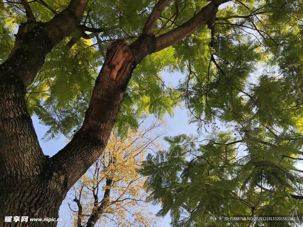 仰视繁茂大树枝叶