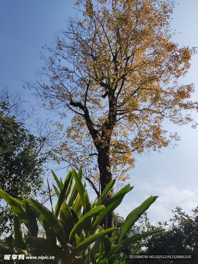 秋日孤树与翠绿植物