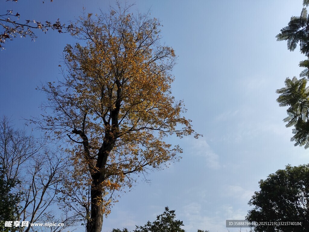 秋日挺拔银杏树