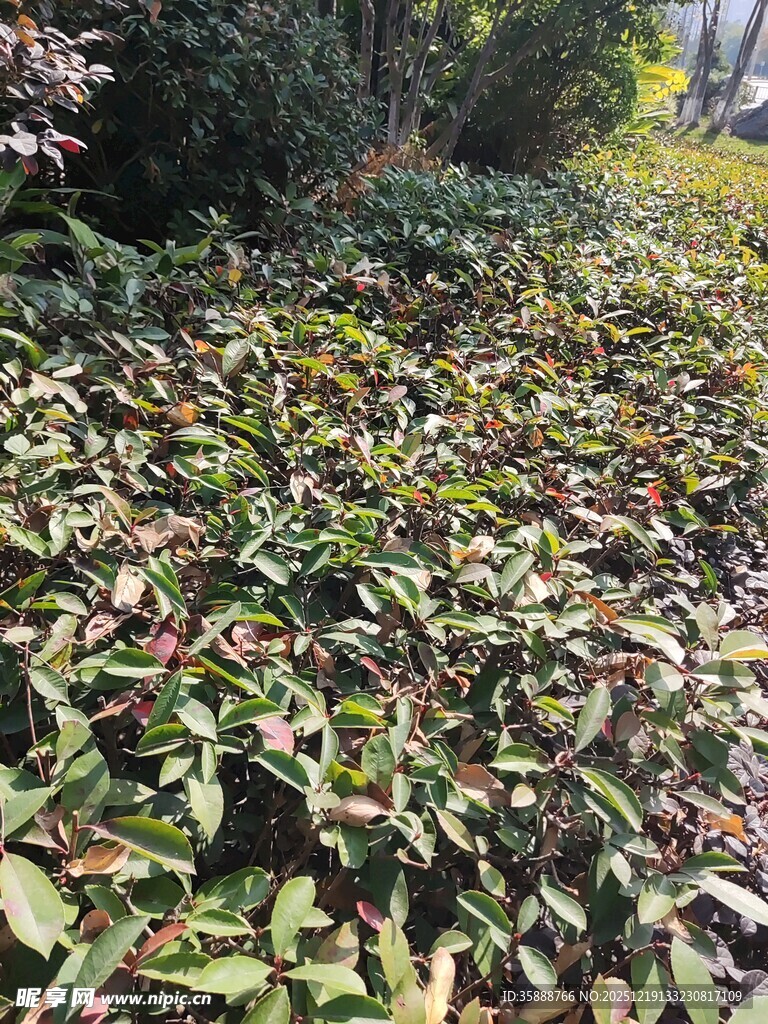 落叶铺满的林间小径