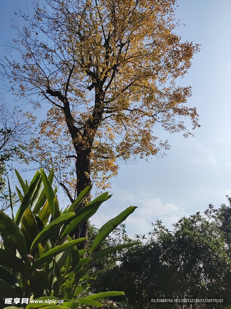 秋日孤树与葱郁绿植