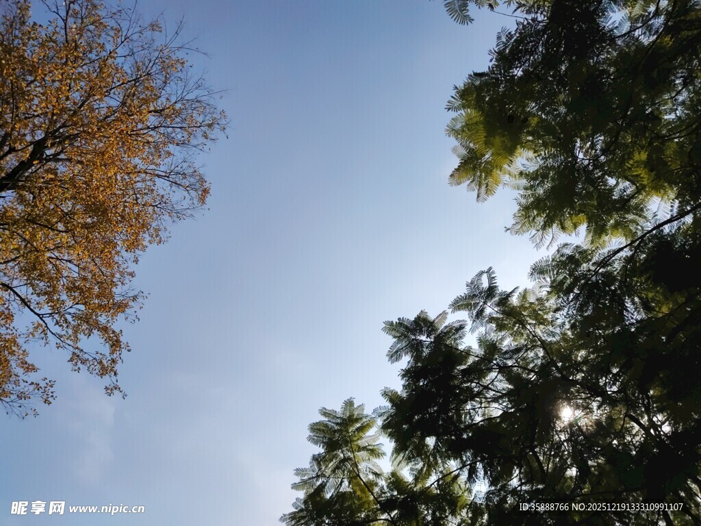 秋日树梢与蓝天