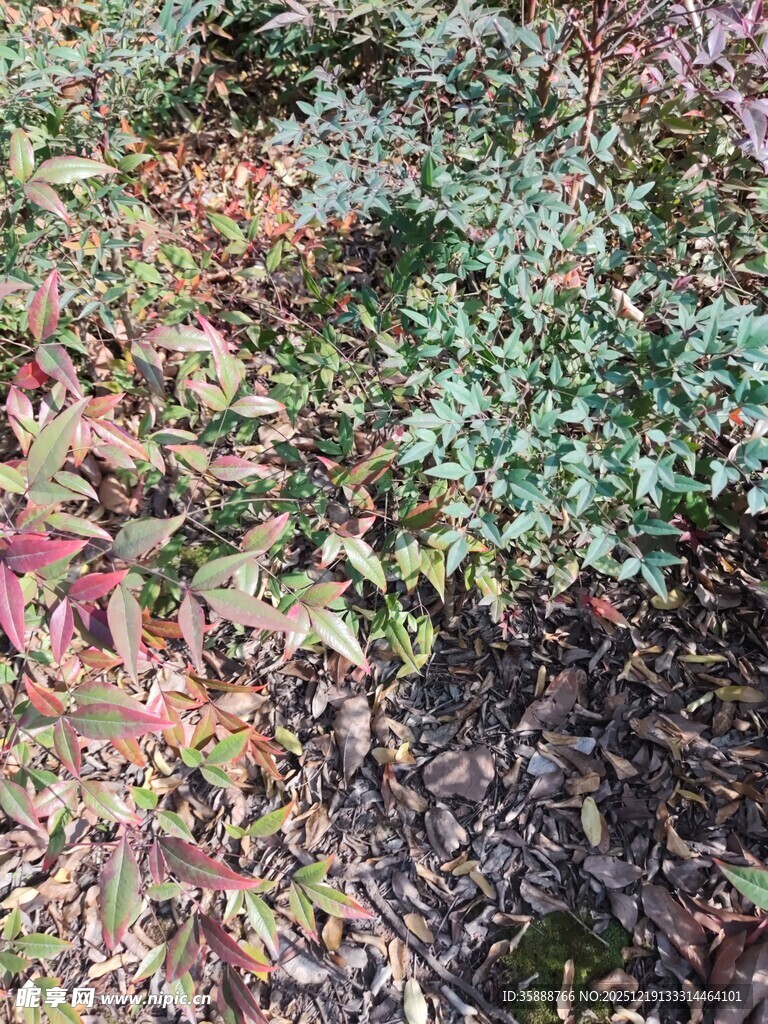 多彩地面植物景观