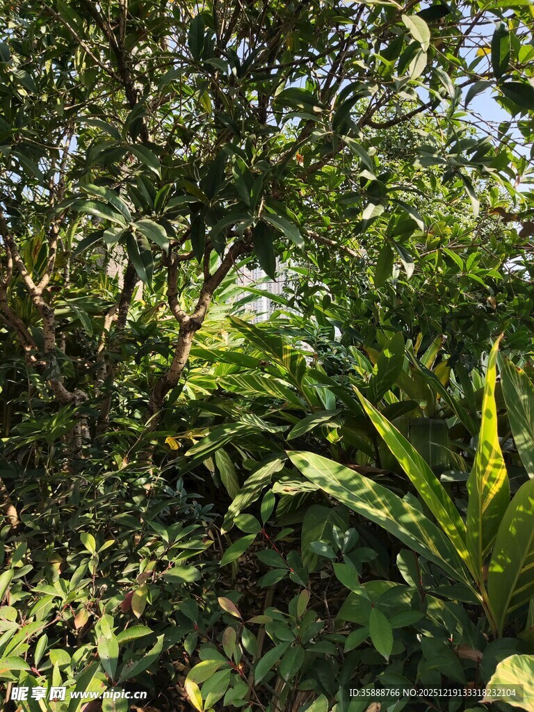 繁茂绿植的自然景致