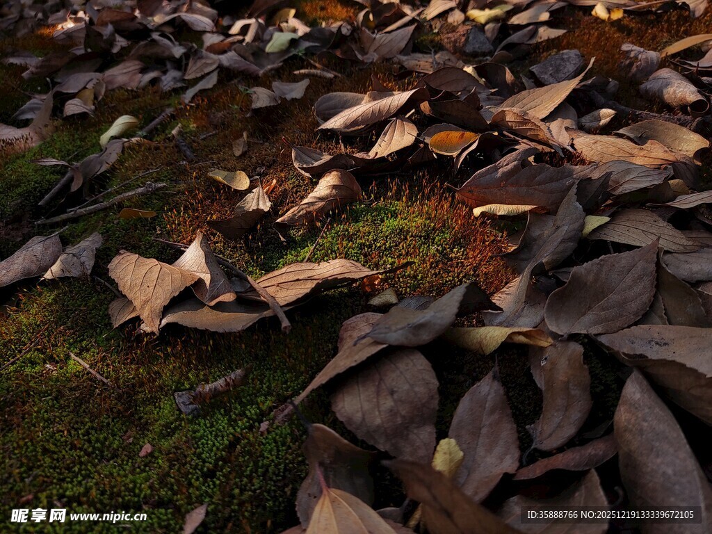 地面散落的枯叶与石块