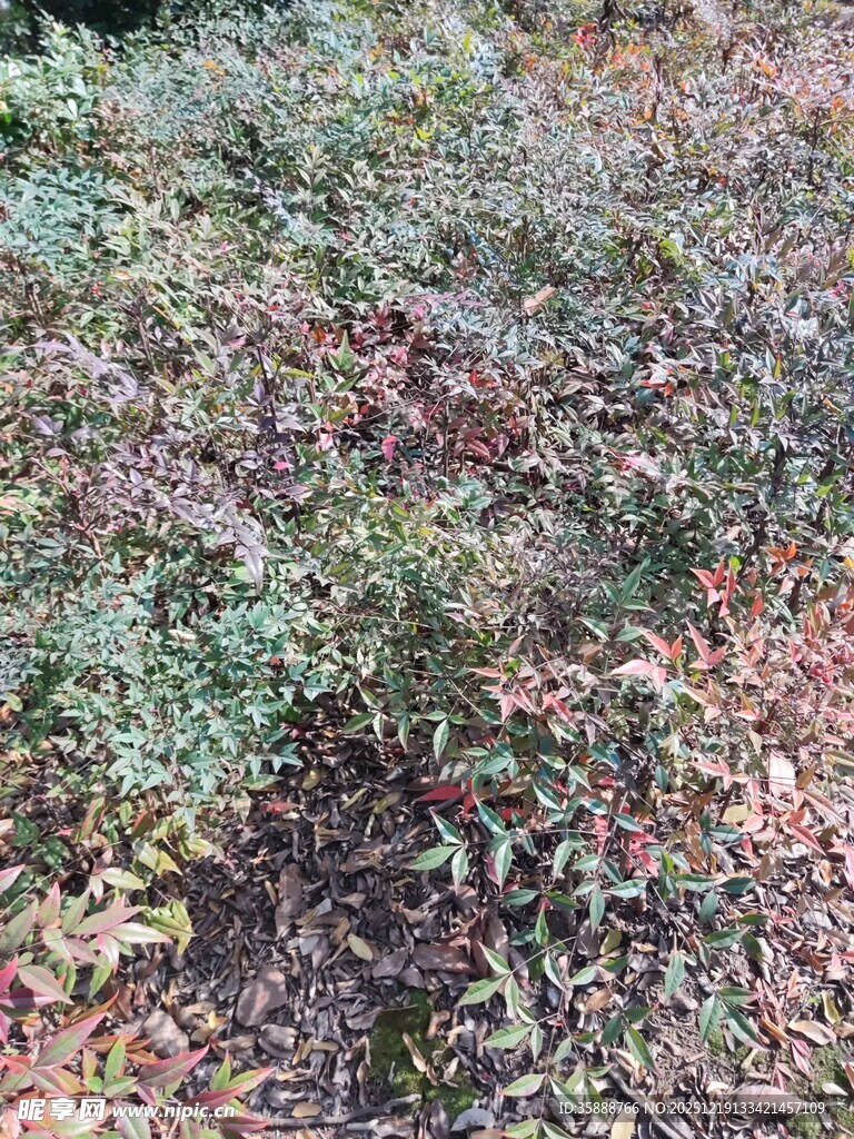 野外繁茂的多彩植物群落