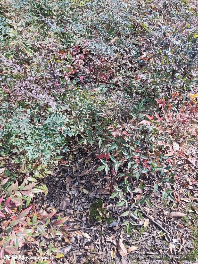 地面上的多样植物景观