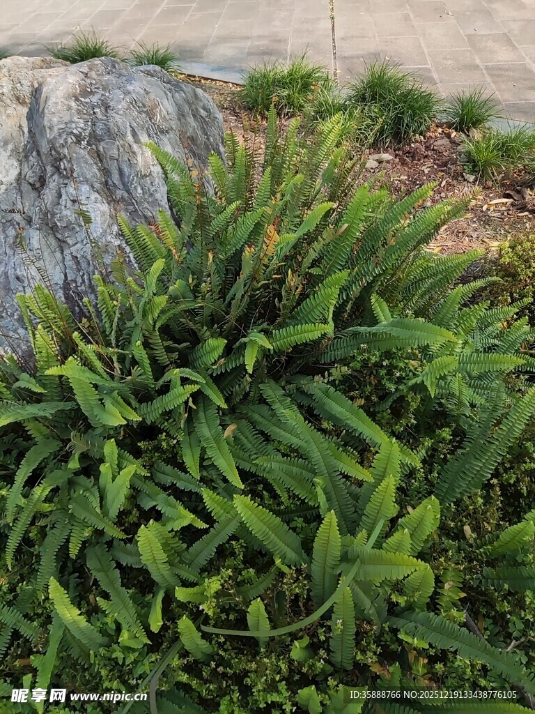 石边丛生的翠绿植物