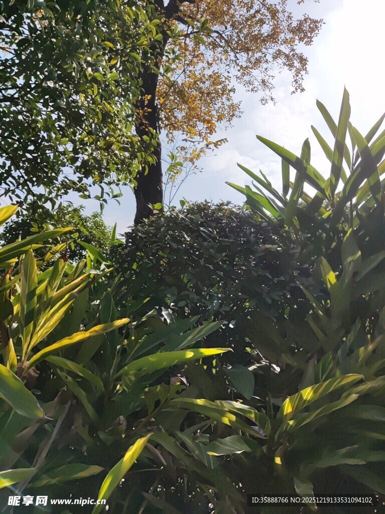 阳光照耀下的繁茂绿植