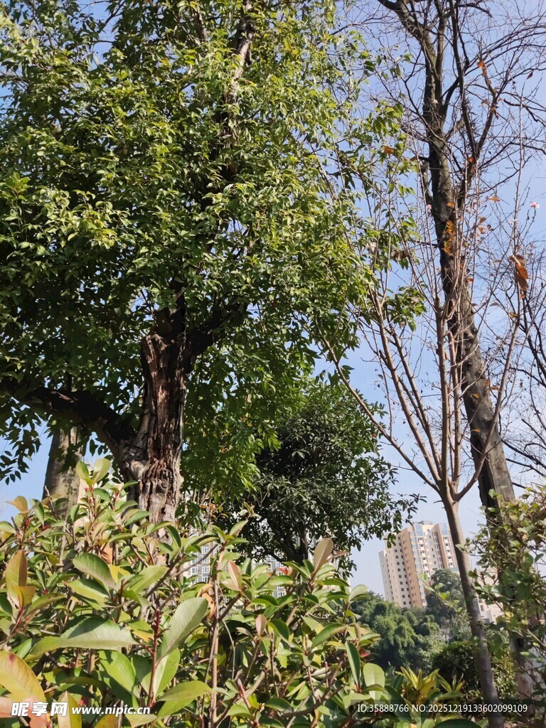 户外繁茂绿植与光秃树木