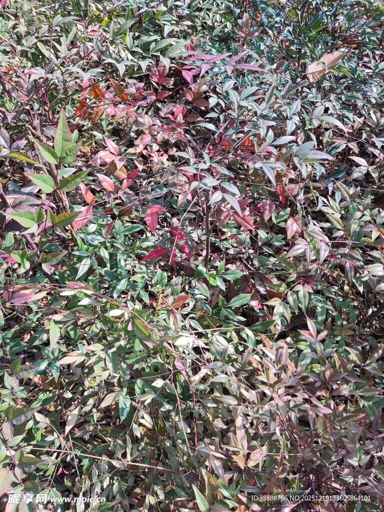 地面多彩植物景观