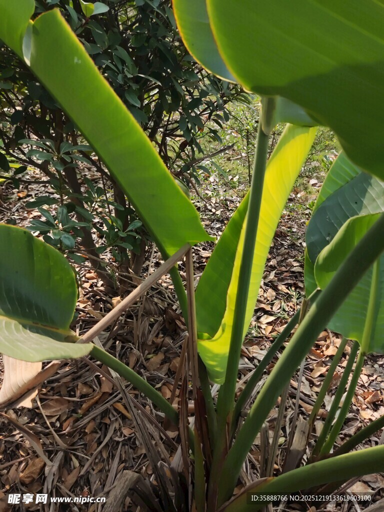 阳光下的嫩绿芭蕉叶