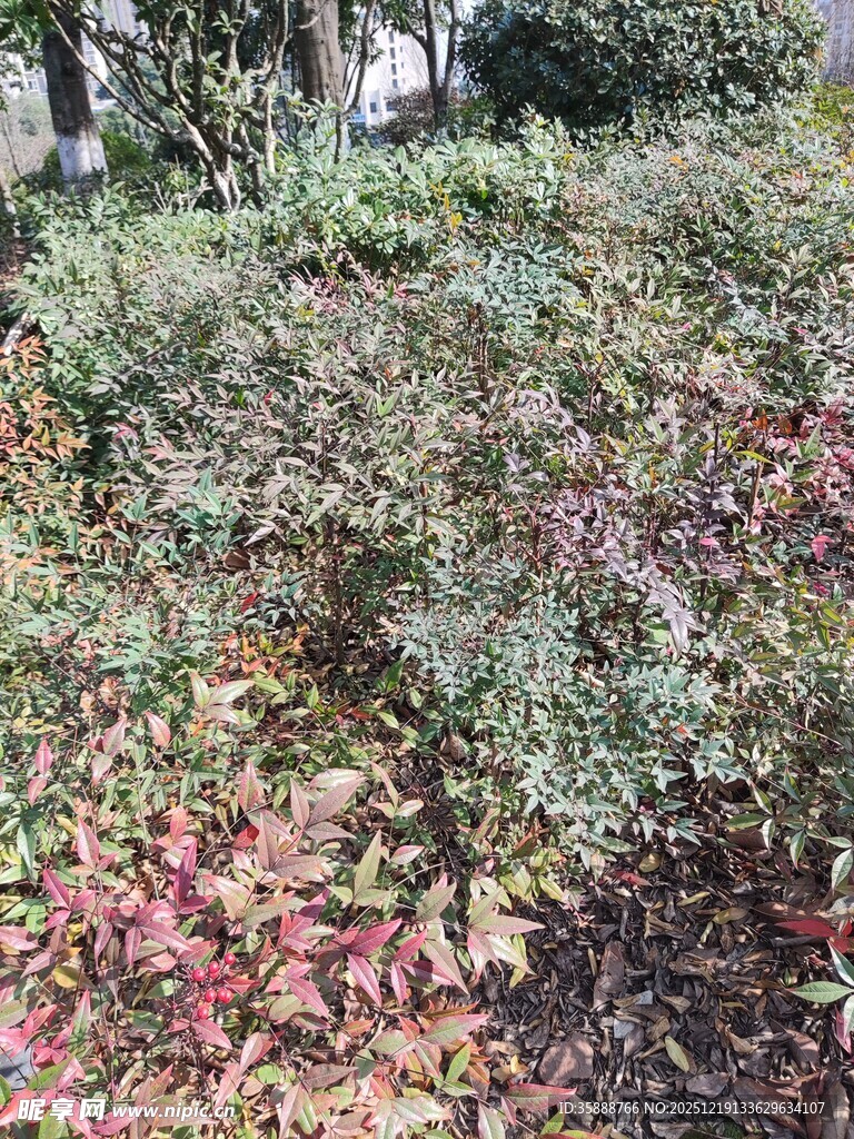 秋日多彩灌木丛景观