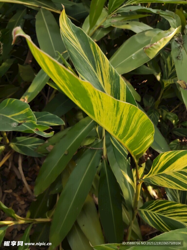 翠绿斑斓的热带植物叶片