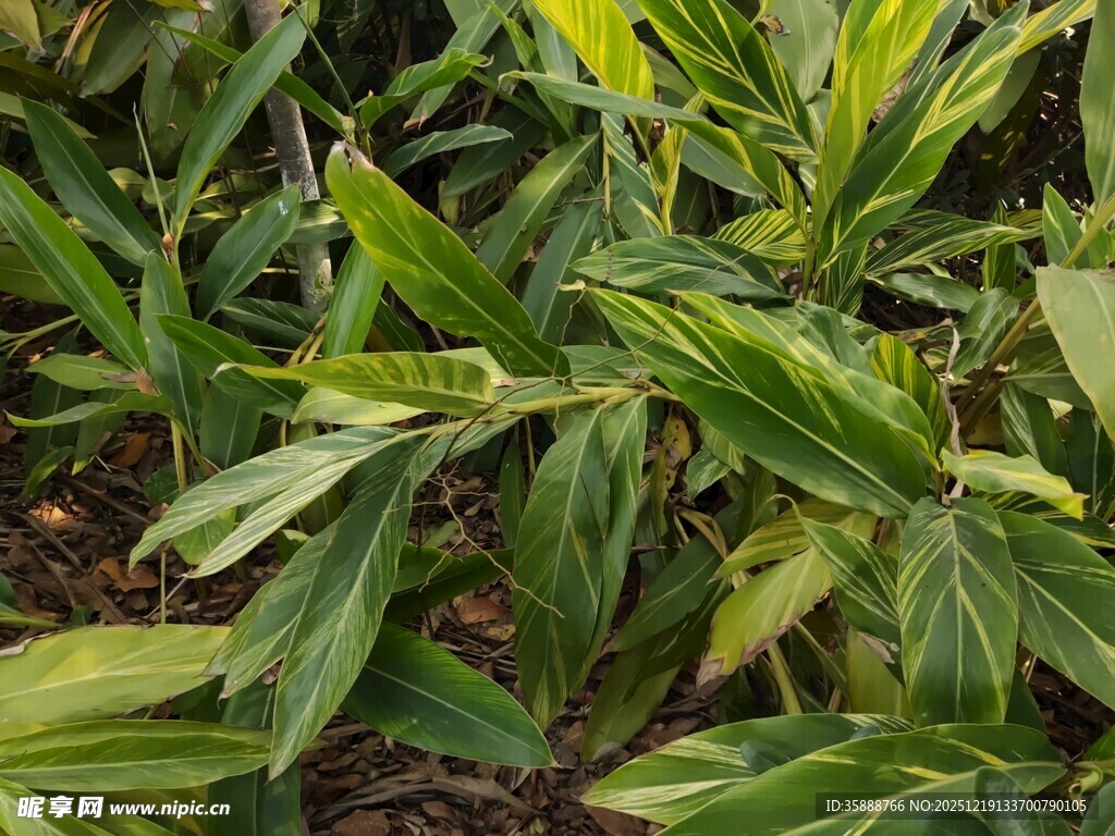 翠绿斑斓的观叶植物