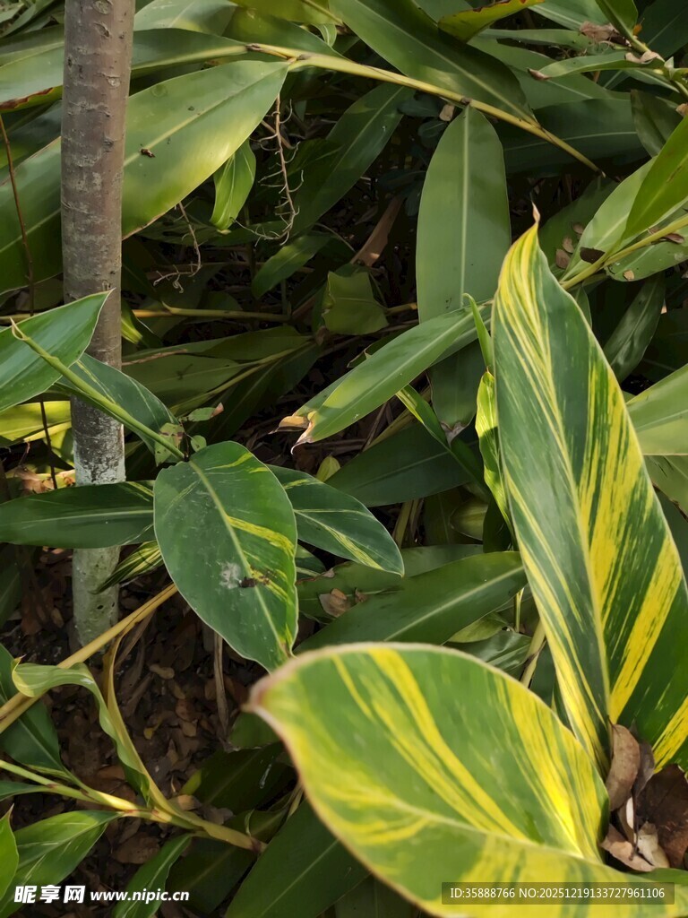 黄绿相间的斑斓叶片植物