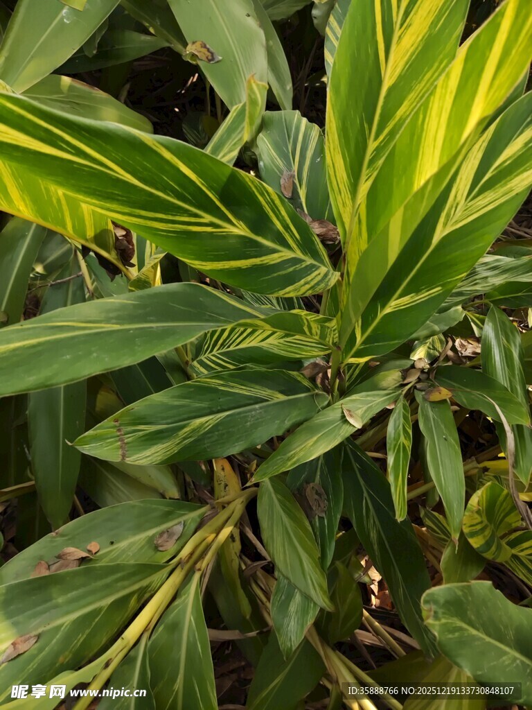 翠绿斑斓的热带植物叶片