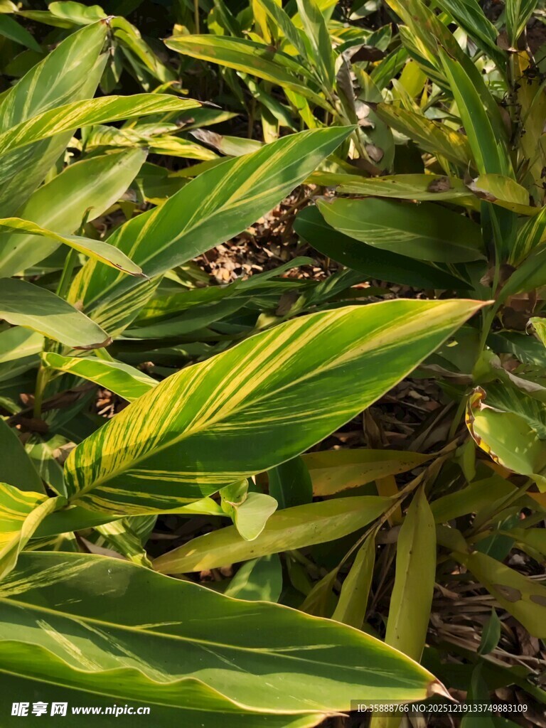 翠绿斑斓的植物叶片