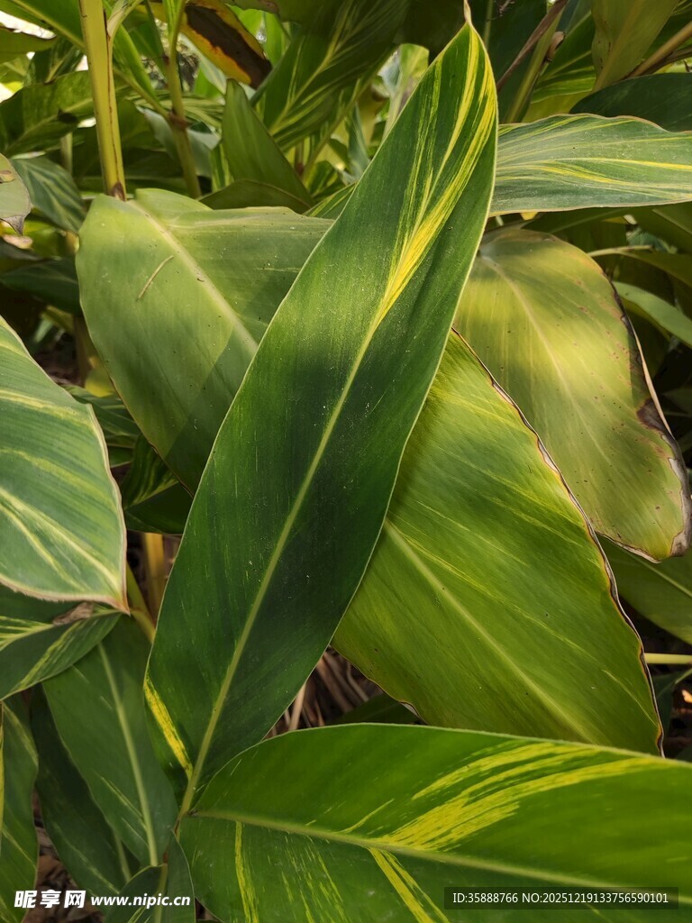 黄绿相间的斑斓叶片植物