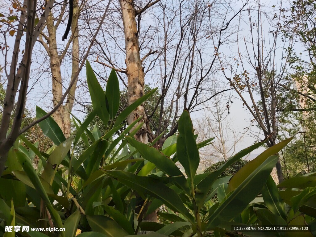 林间绿植与光秃树干景象