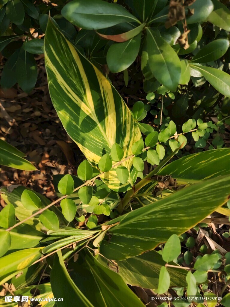 黄绿相间叶片的绿植景观