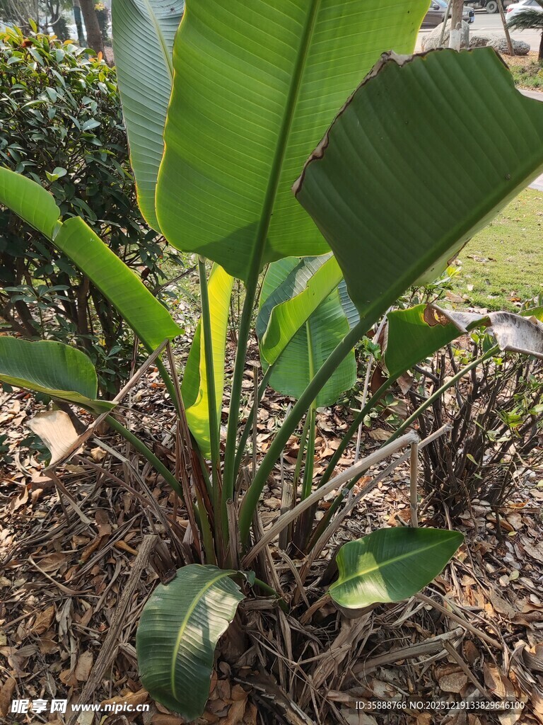 庭院中的芭蕉植物