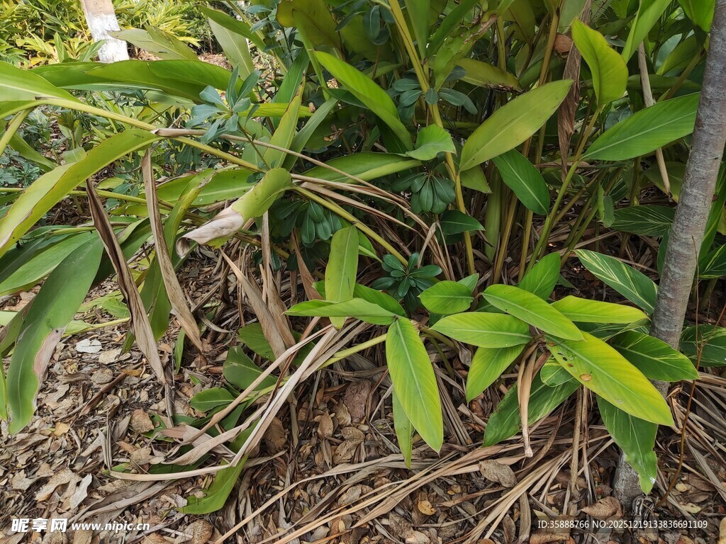 翠绿植物根部特写