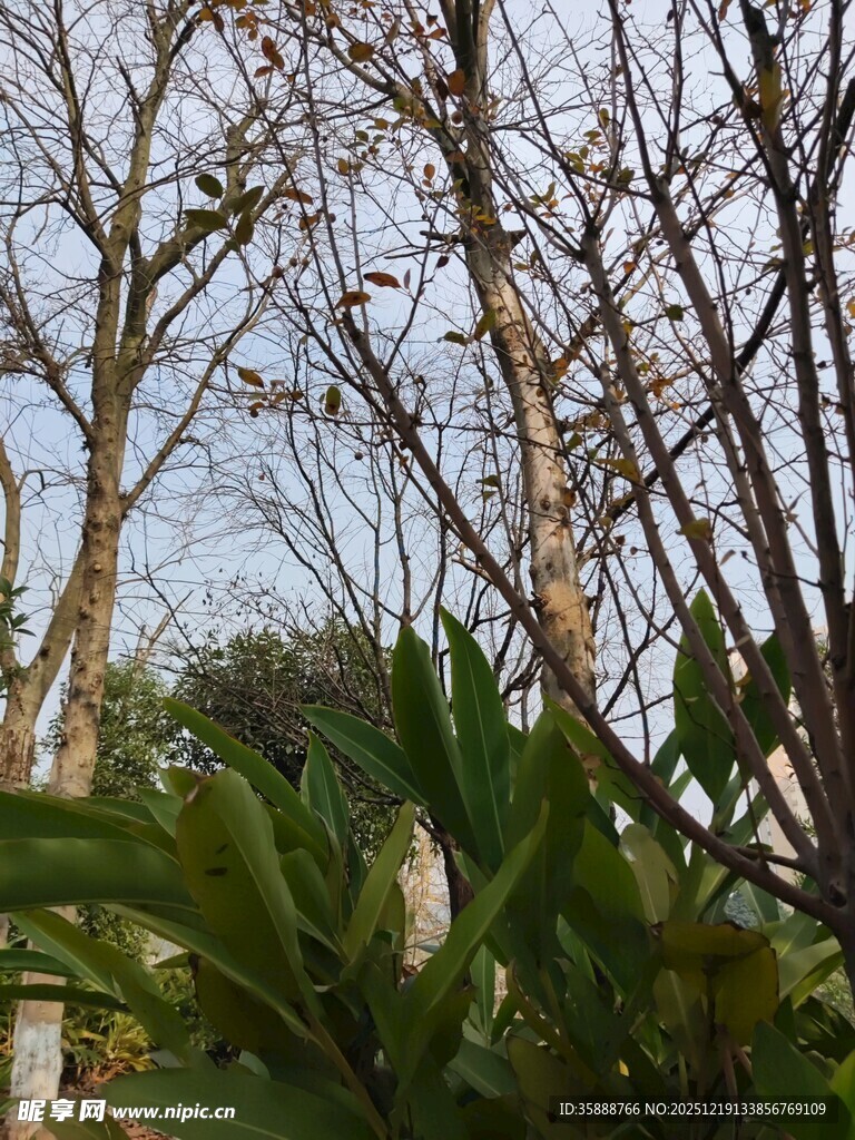 冬日枯树与绿叶景象