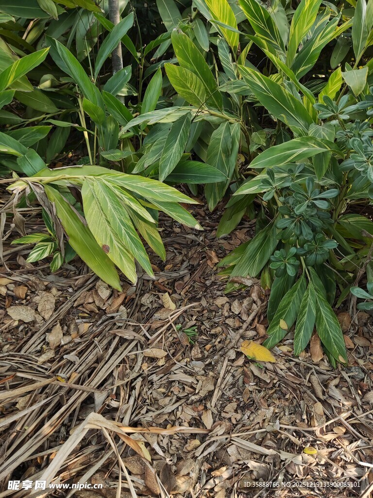 地面绿植与枯枝景象
