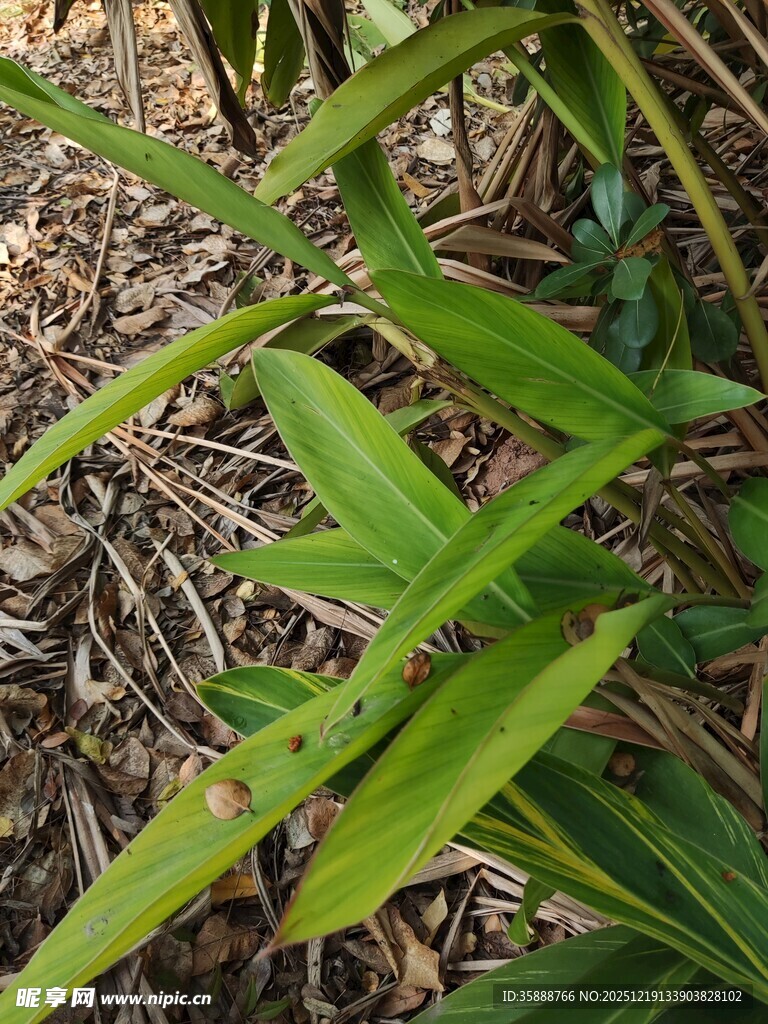 翠绿叶片与枯叶交织景象