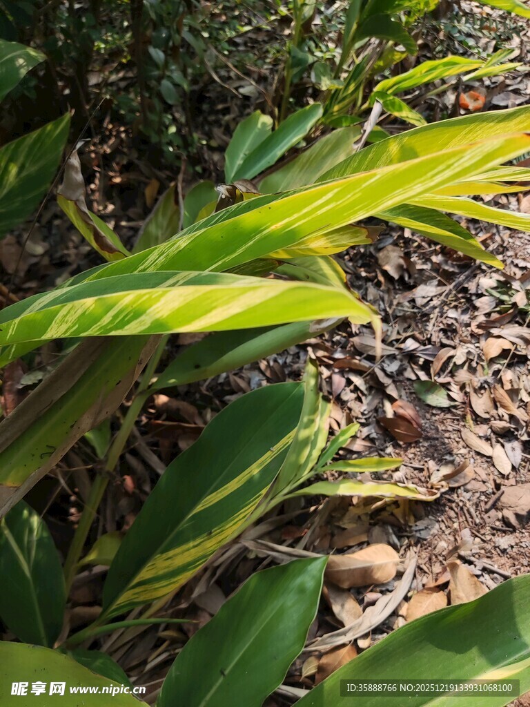 阳光下的翠绿植物叶片