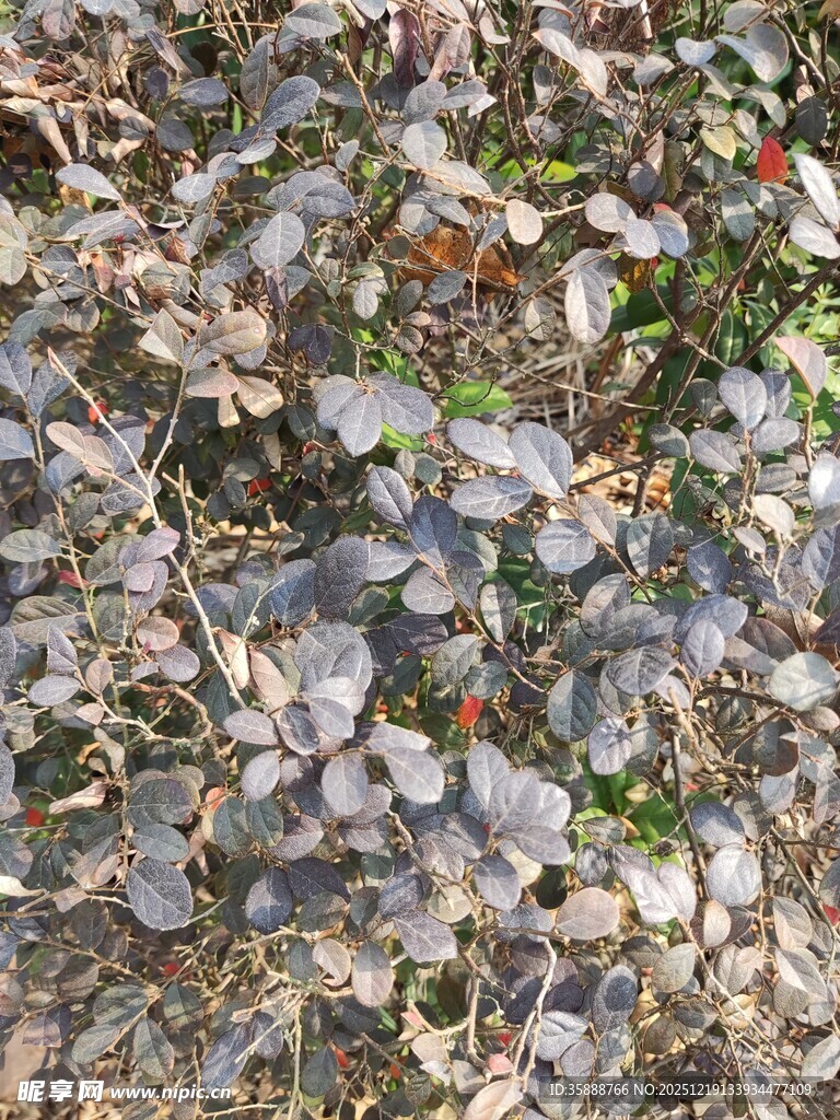 地面上的枯叶与碎石