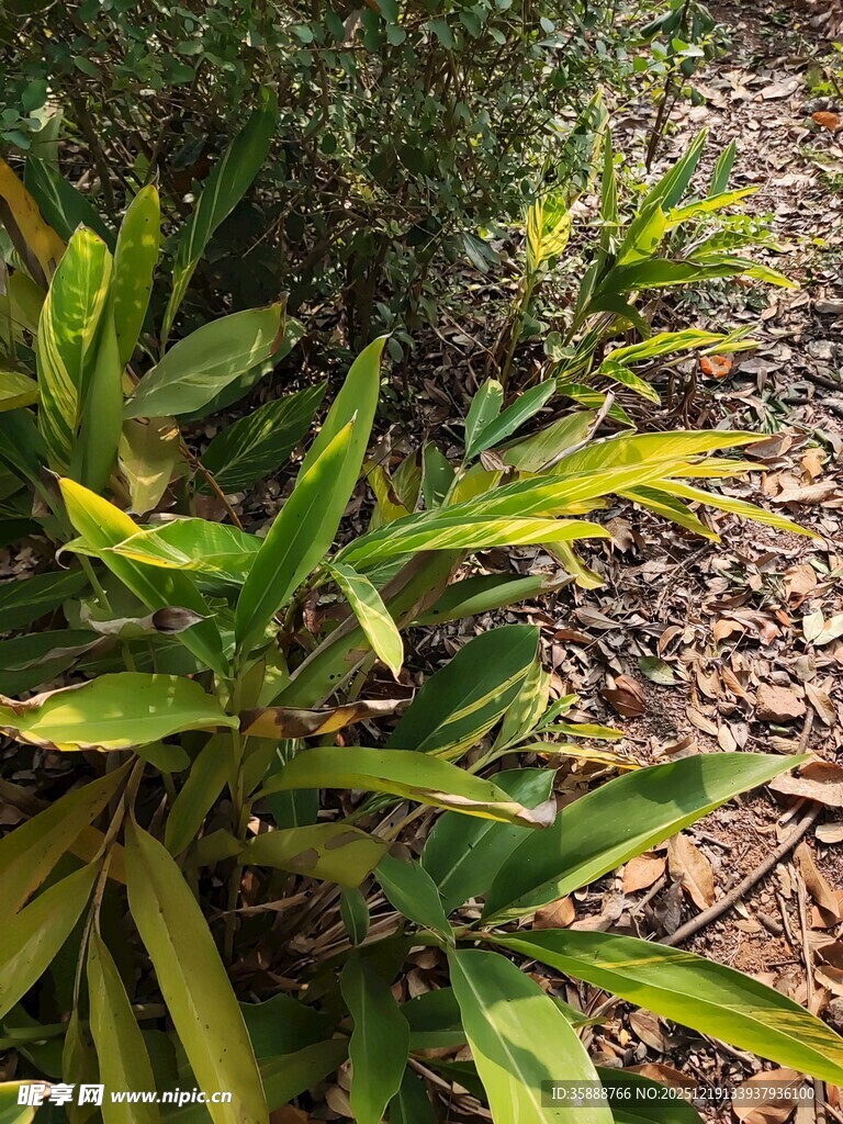 翠绿植物的自然景致