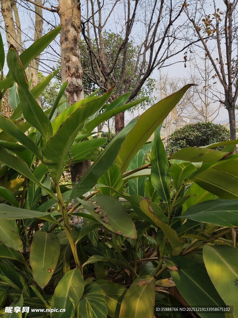 翠绿植物展现自然生机