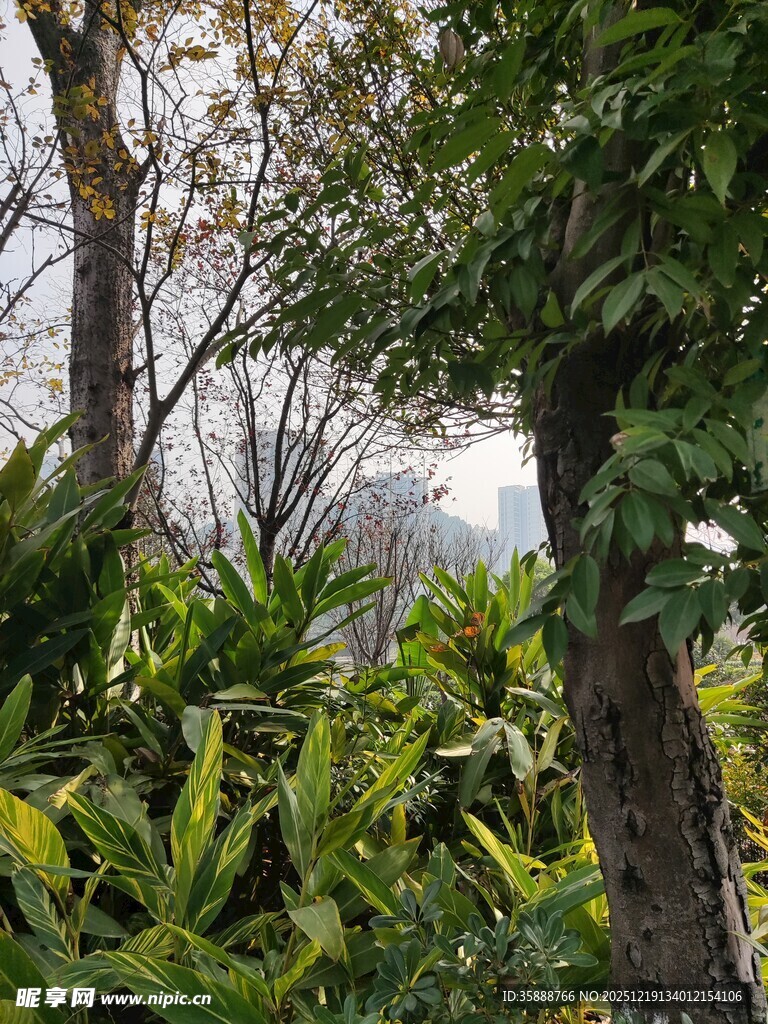 茂密丛林中的绿植与树木